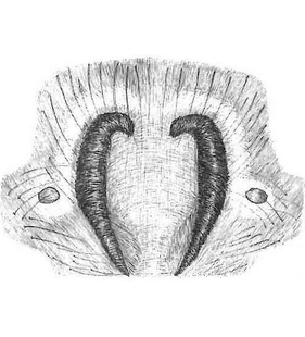 species