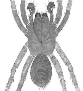 species