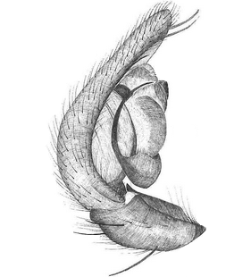species