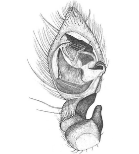 species