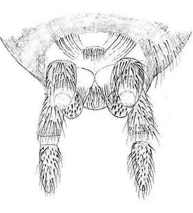 species