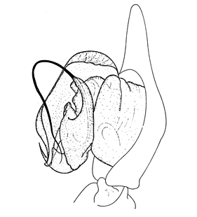 speciesimage