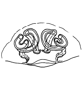 speciesimage