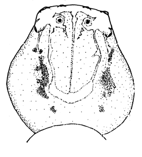 speciesimage