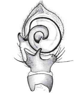 speciesimage