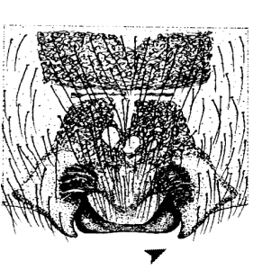 speciesimage