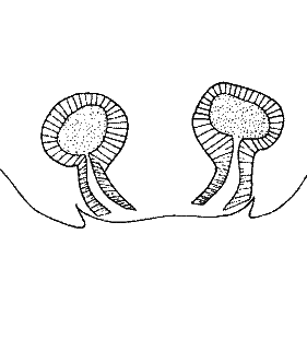 speciesimage