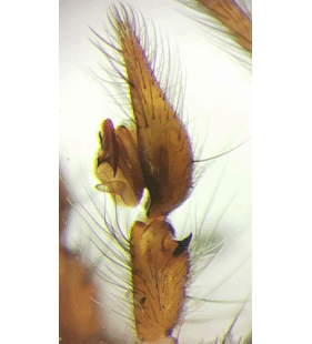 species