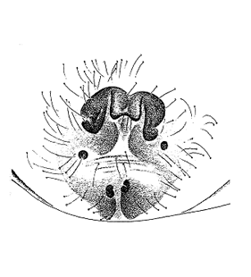 speciesimage