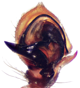 speciesimage