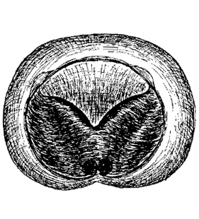 speciesimage