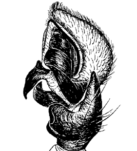 speciesimage