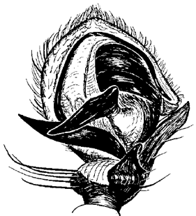 speciesimage