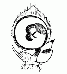 speciesimage