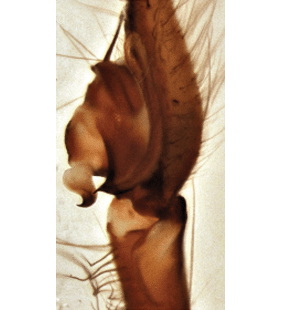 speciesimage