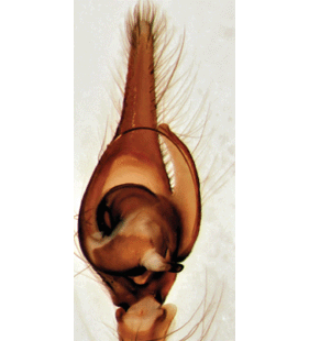 speciesimage
