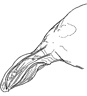 species