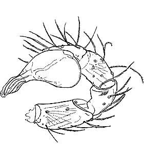 species