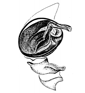 speciesimage