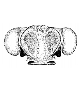 speciesimage