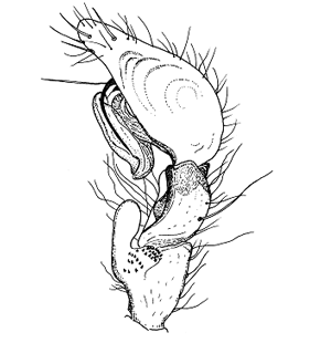 speciesimage