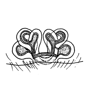 speciesimage