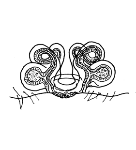 speciesimage