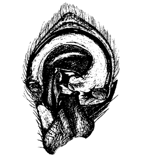 speciesimage