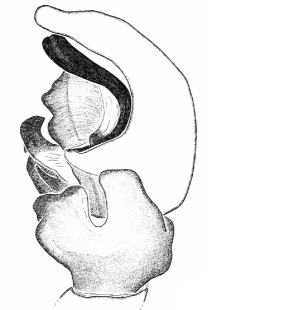 speciesimage