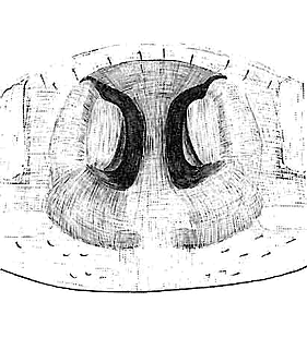 species