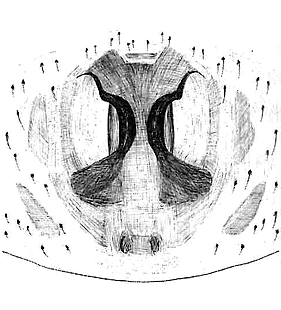 species