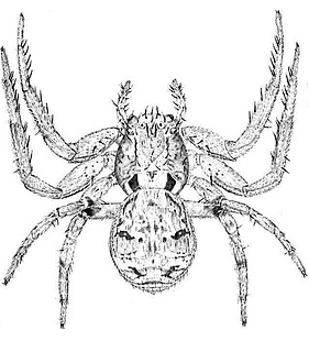 species