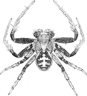 species