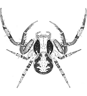 species