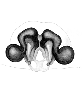 speciesimage