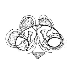 speciesimage