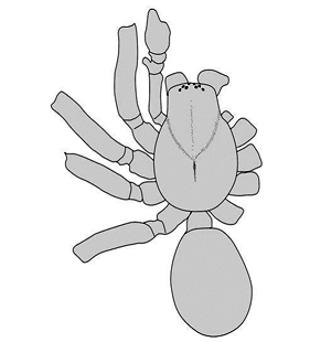 speciesimage