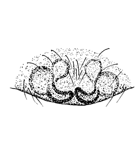 speciesimage