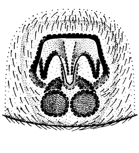 speciesimage