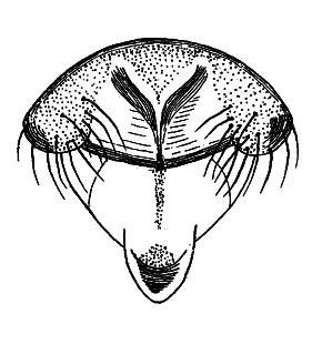 speciesimage