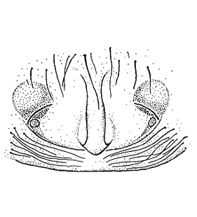 speciesimage