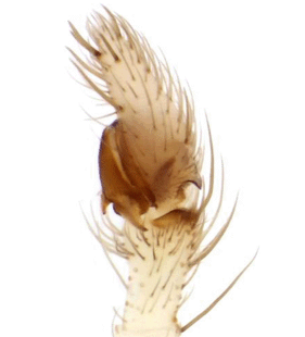 speciesimage