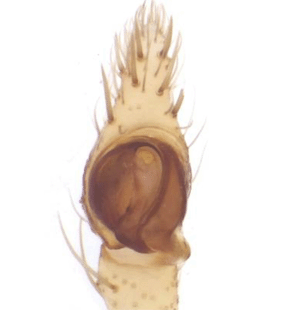 speciesimage