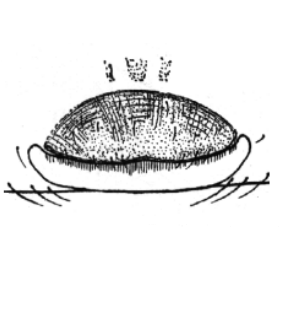 speciesimage
