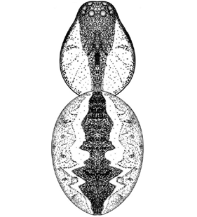 speciesimage