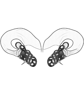 speciesimage