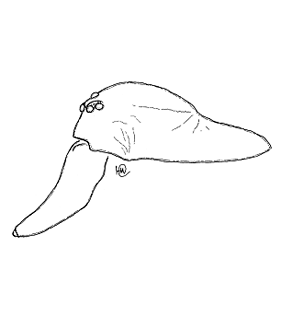 speciesimage