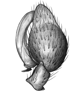speciesimage