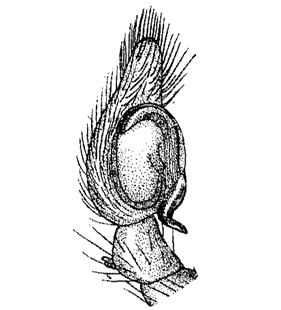 speciesimage