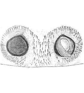 species